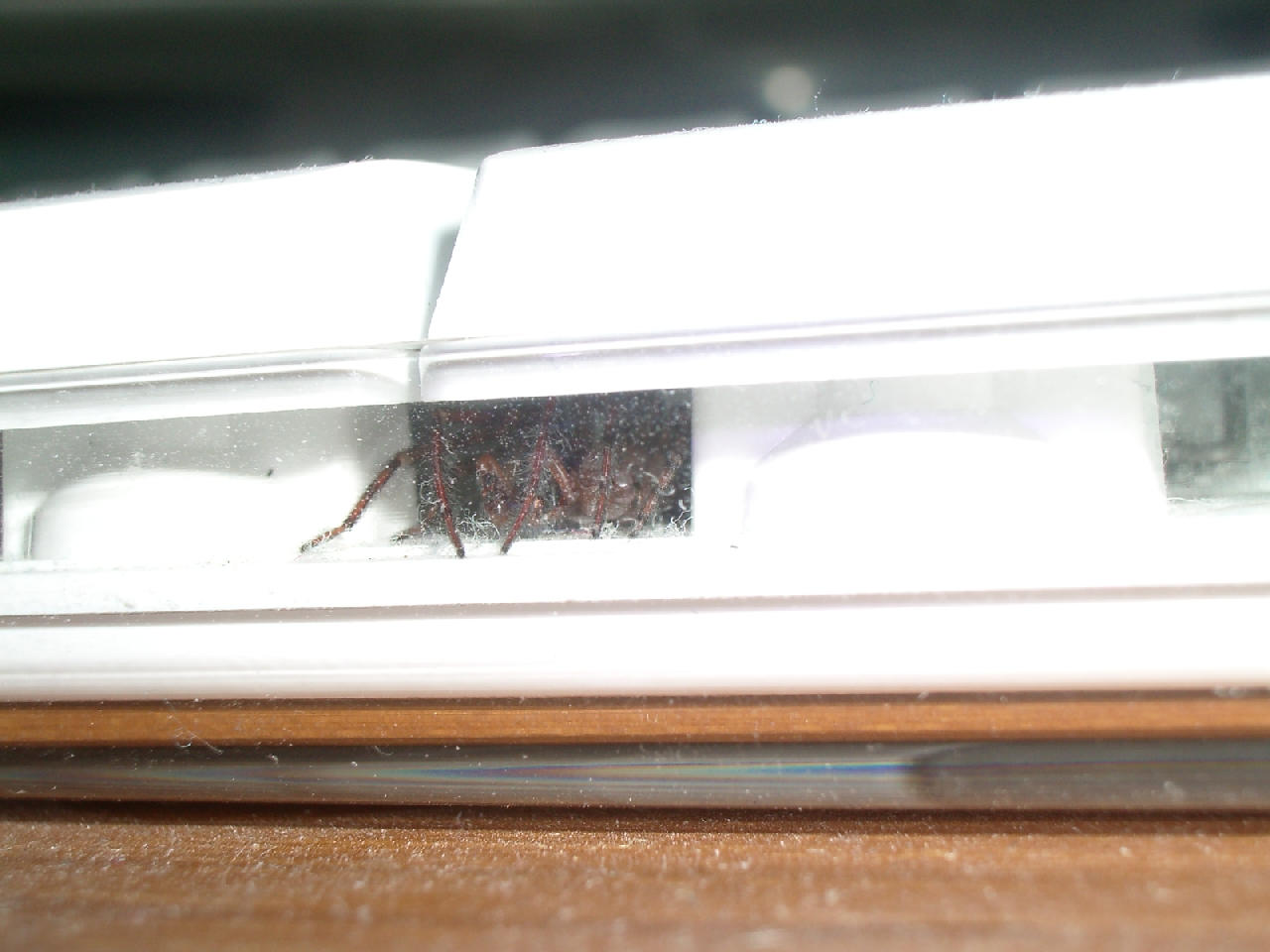 Spider nap time.jpg