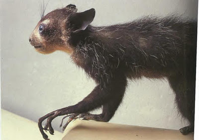 Daubentonia madagascariensis