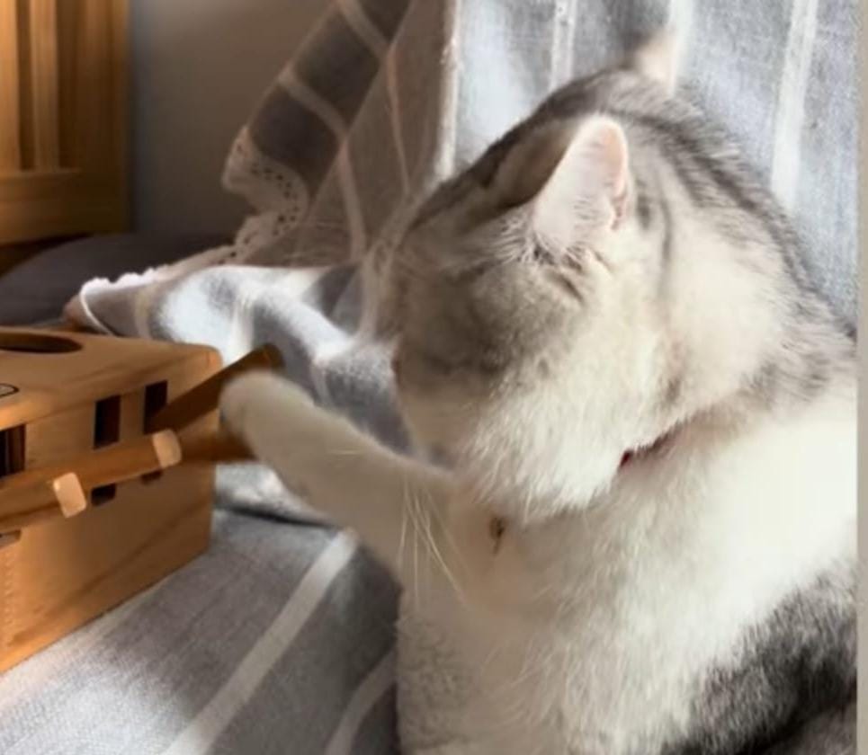 Keyboard for cats.jpg